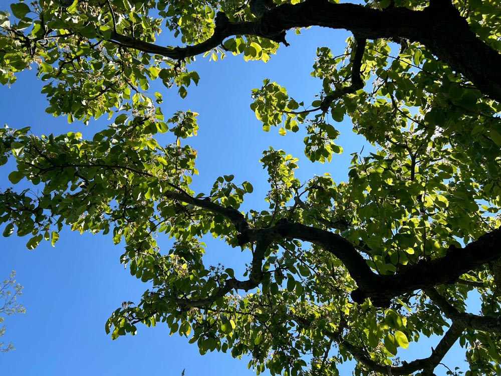 Casa indipendente con giardino